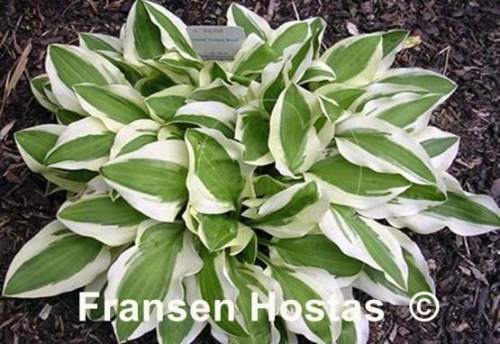 Hosta Crepe Soul