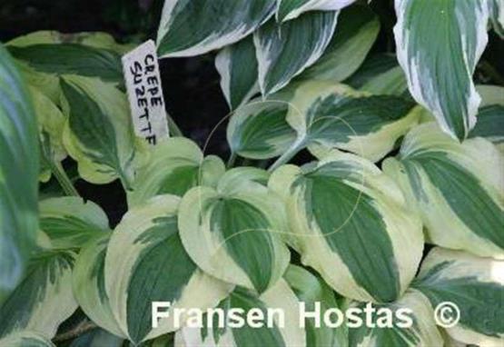 Hosta Crepe Suzette