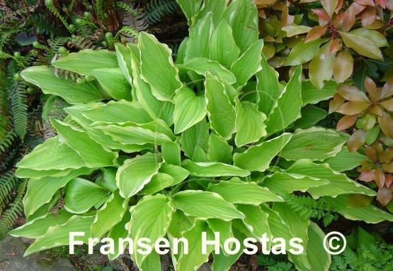 Hosta Crested Surf