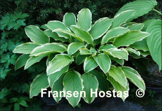 Hosta Crested Surf