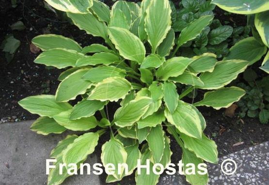 Hosta Crested Surf