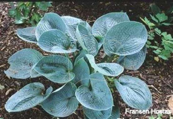 Hosta Crinoline Petticoats