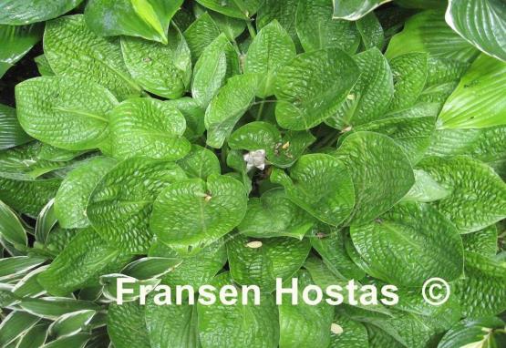 Hosta Crumples