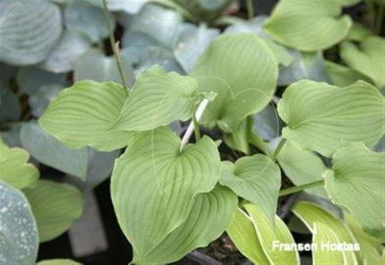 Hosta capitata