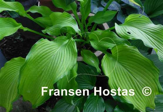 Hosta Dab a Green
