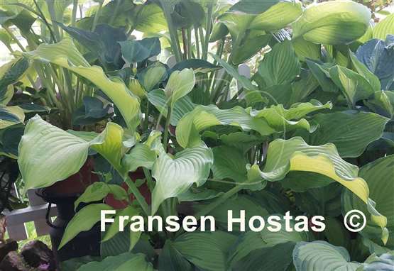 Hosta Dab a Green