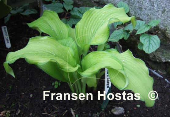 Hosta Dab a Green
