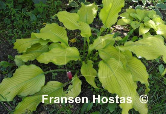 Hosta Dab a Green