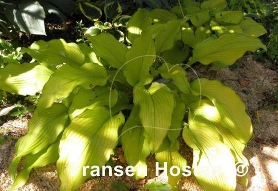 Hosta Dab a Green