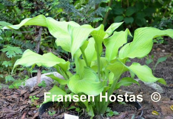 Hosta Dab a Green