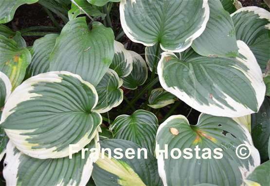 Hosta Daddy Boomer