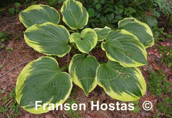 Hosta Daddy Boomer