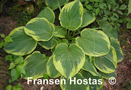 Hosta Daddy Boomer