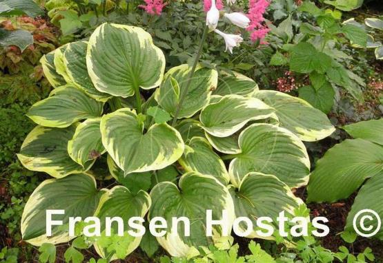 Hosta Daddy Boomer