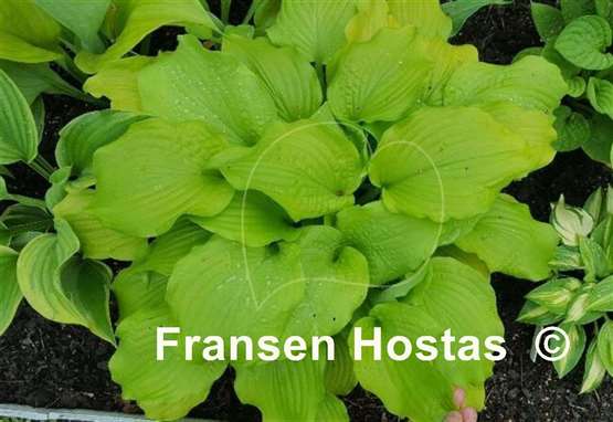 Hosta Dahlonega