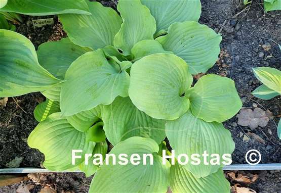 Hosta Dahlonega