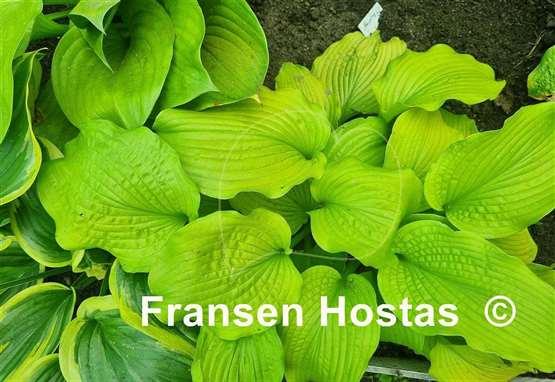 Hosta Dahlonega