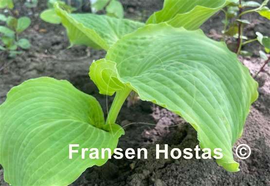Hosta Dahlonega