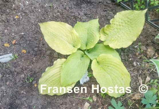 Hosta Dahlonega