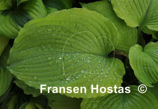 Hosta Dahlonega