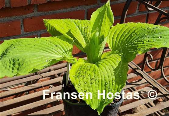Hosta Dahlonega