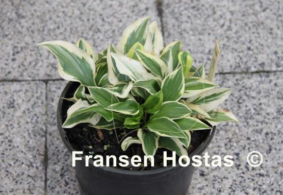 Hosta Daisy Doolittle