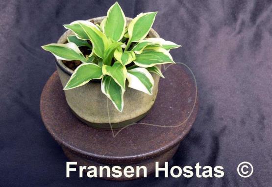 Hosta Daisy Doolittle
