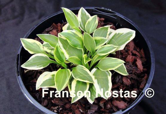 Hosta Daisy Doolittle