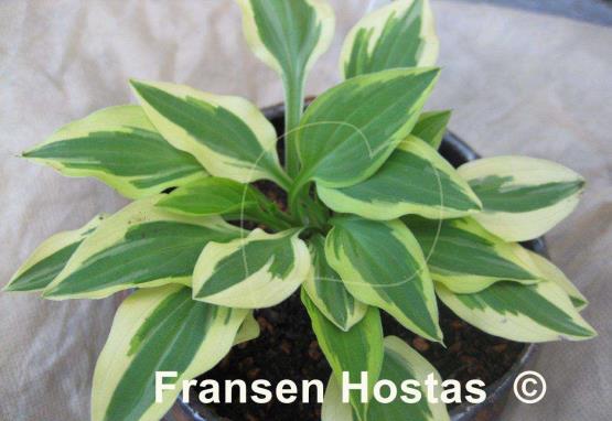Hosta Daisy Doolittle