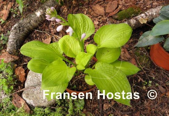 Hosta Dalton's Pick