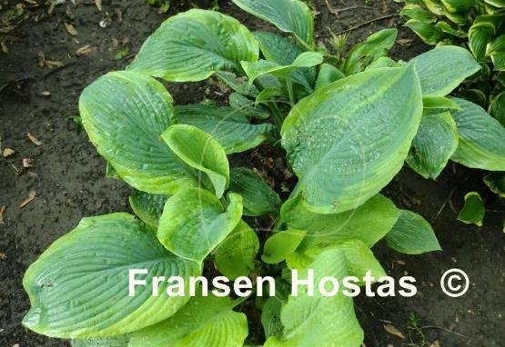 Hosta Dan Dee Dan
