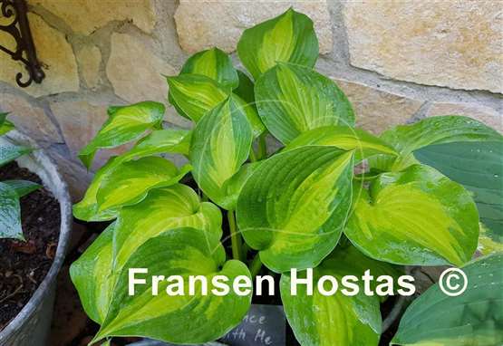 Hosta Dance with Me