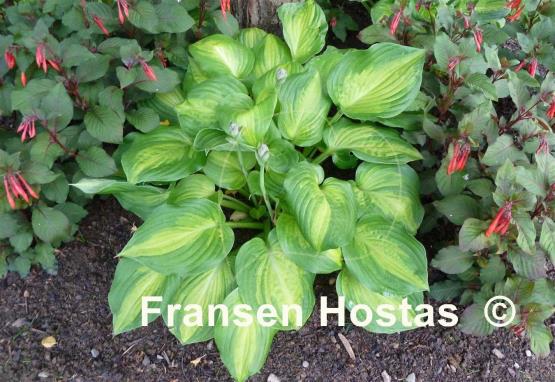 Hosta Dance with Me