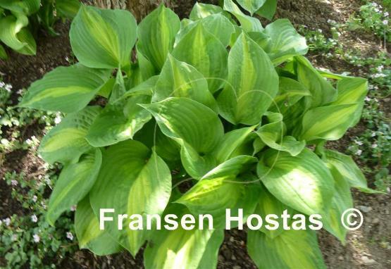 Hosta Dance with Me