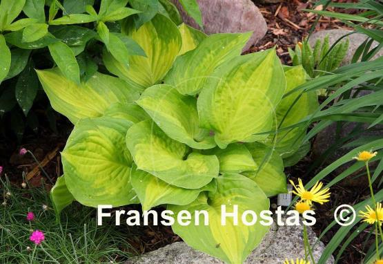 Hosta Dance with Me
