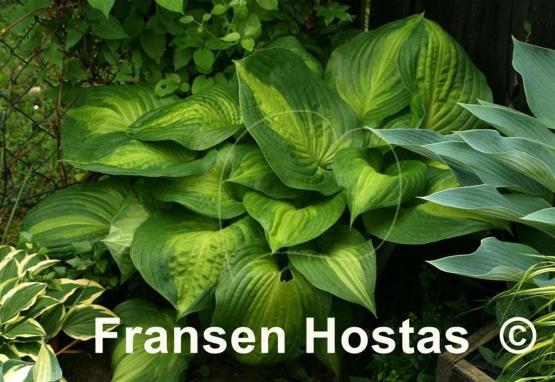Hosta Dance with Me