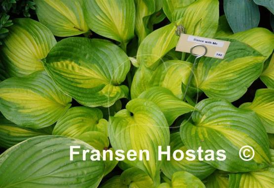 Hosta Dance with Me