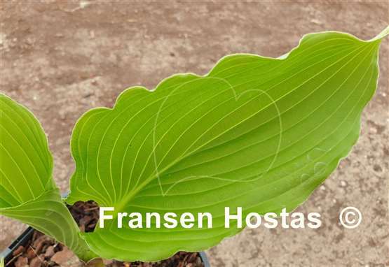 Hosta Dancefloor Filler