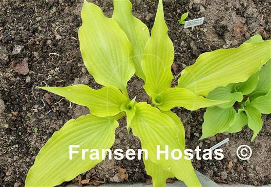 Hosta Dancing Crane