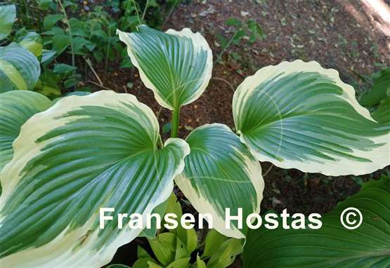 Hosta Dancing Hero