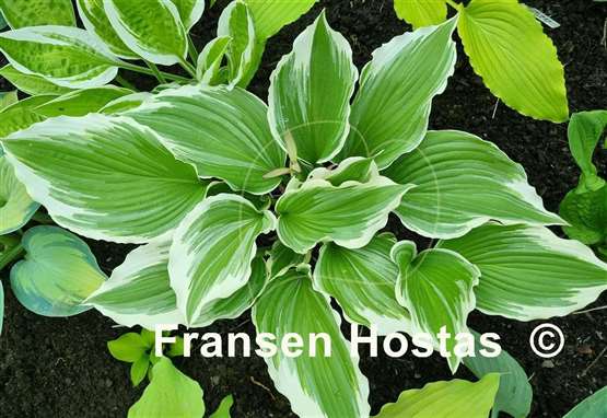 Hosta Dancing Hero