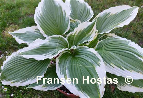 Hosta Dancing Hero 
