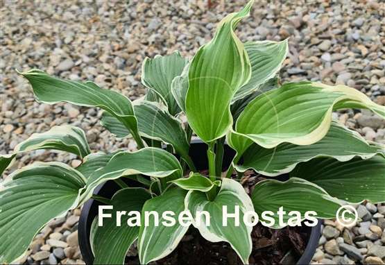 Hosta Dancing Hero
