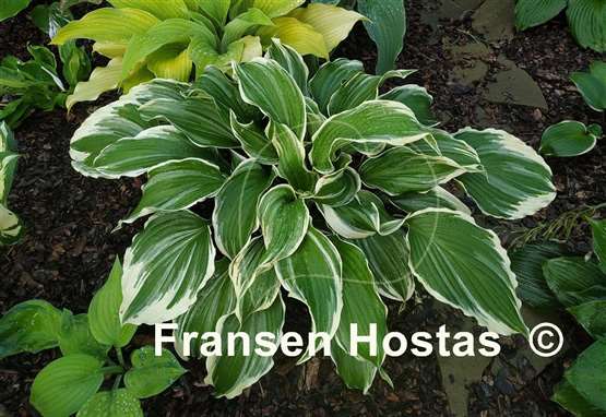 Hosta Dancing Hero