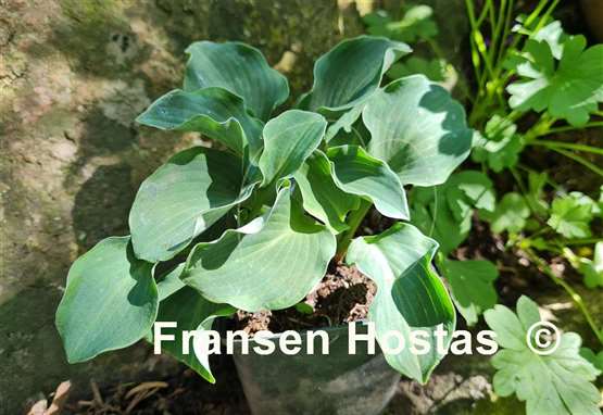 Hosta Dancing Mouse
