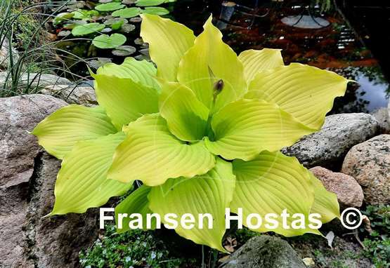 Hosta Dancing Queen