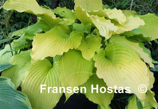 Hosta Dancing Queen