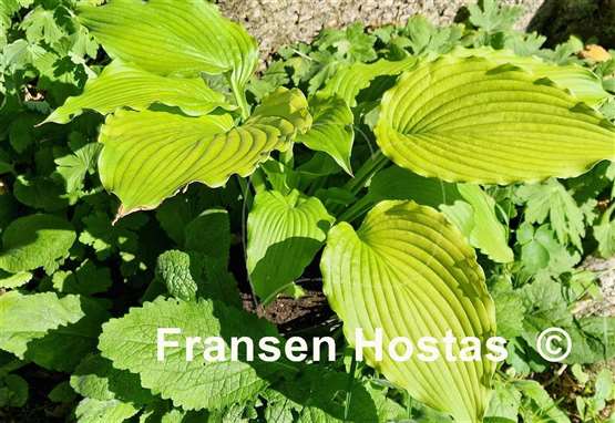 Hosta Dancing Queen
