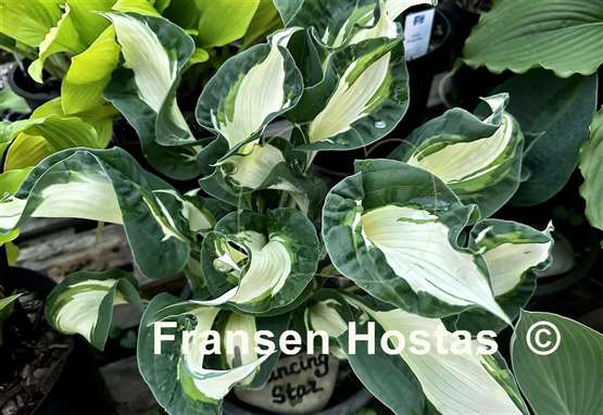 Hosta Dancing Stars