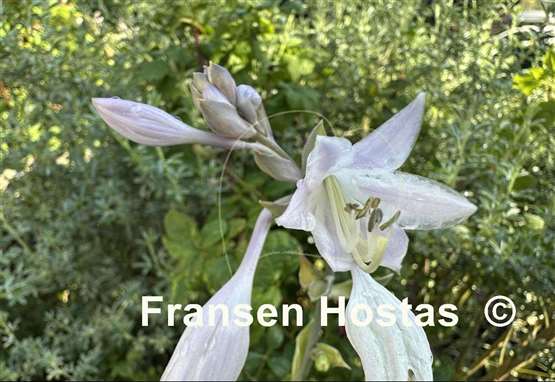 Hosta Dancing in the Moonlight
